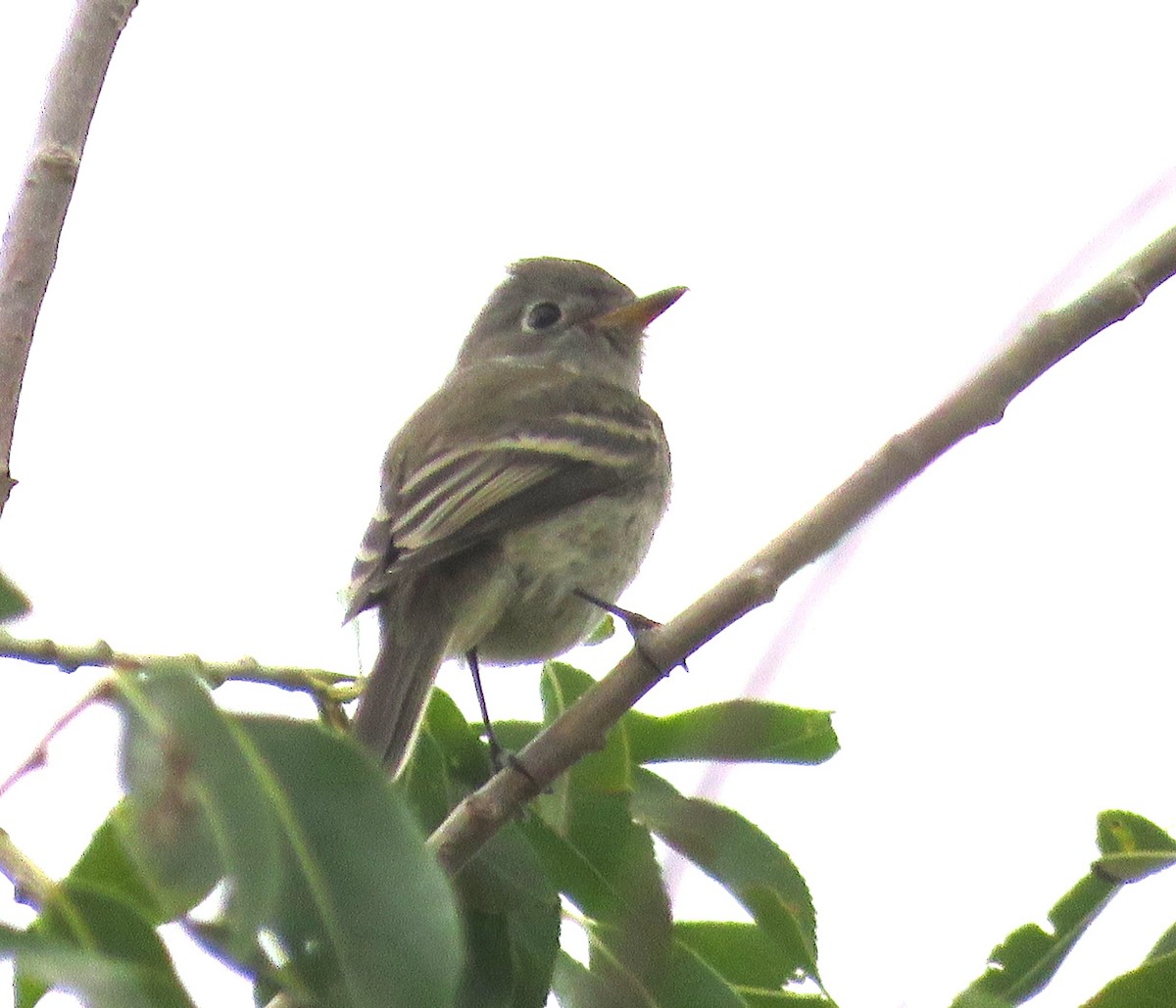 Dusky Flycatcher - ML641398881