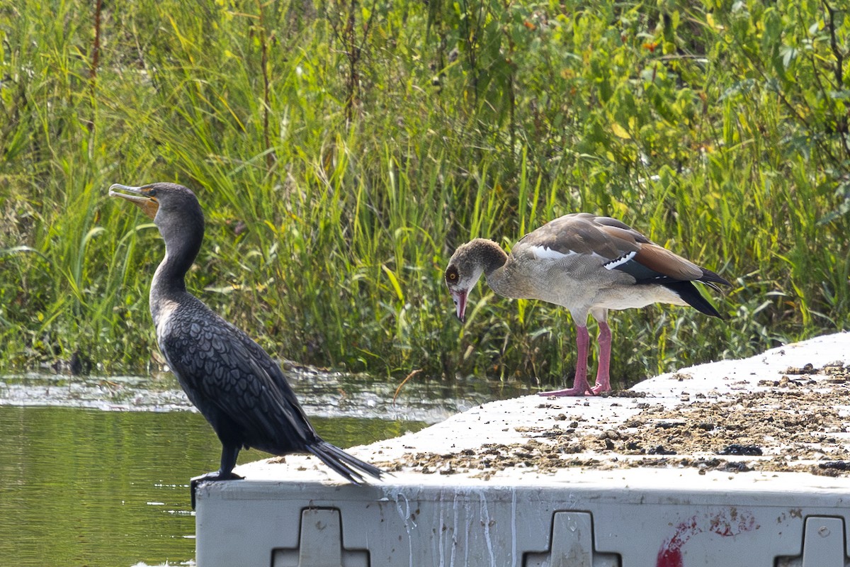 Egyptian Goose - ML641398882