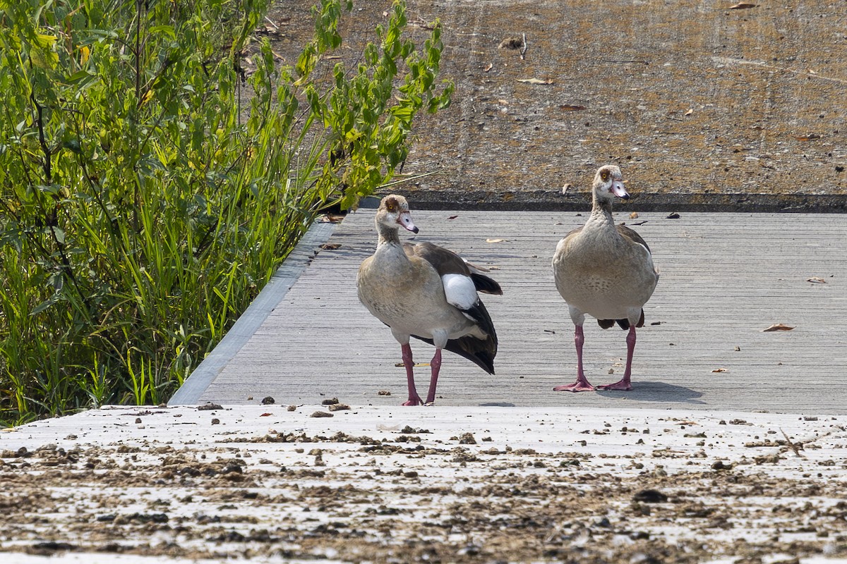 Egyptian Goose - ML641398883