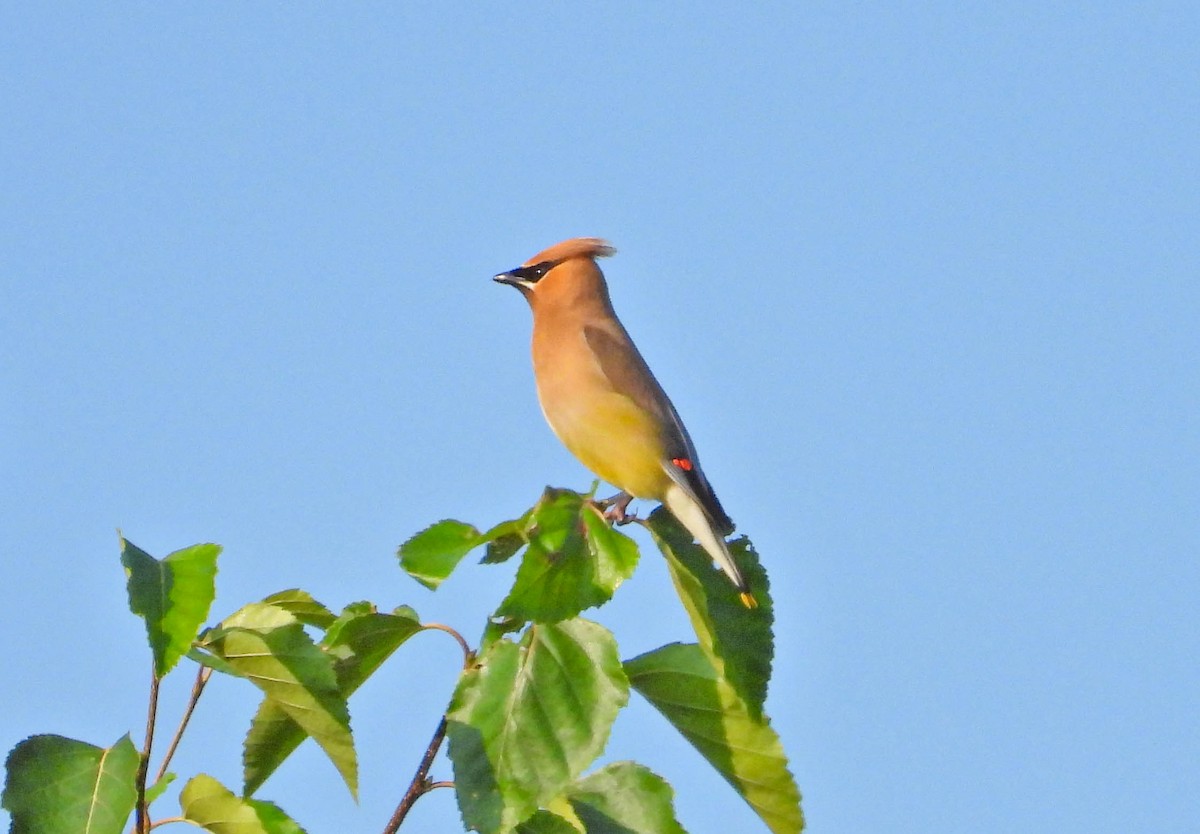 Cedar Waxwing - ML641398884