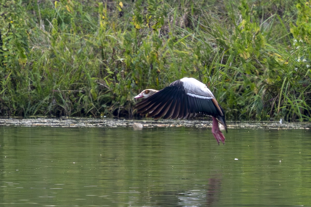 Egyptian Goose - ML641398885