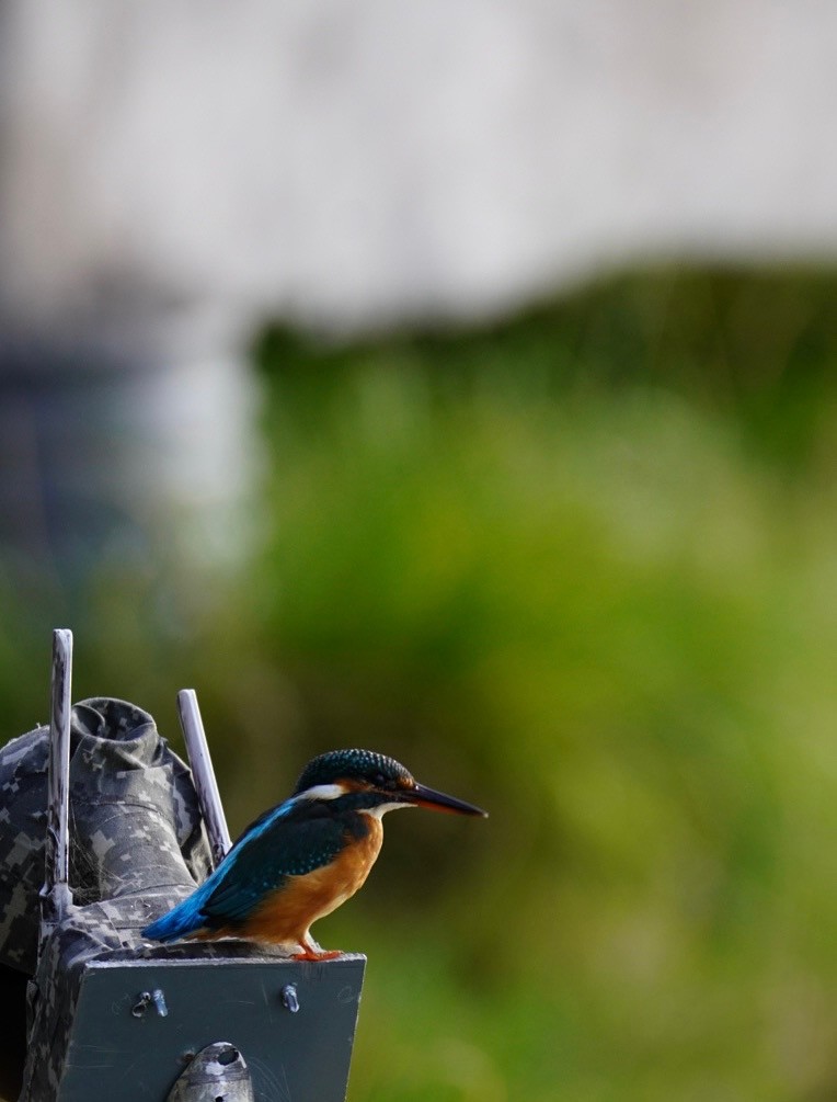 Common Kingfisher - ML641398886