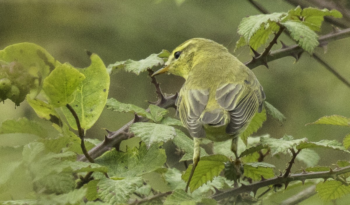 Willow Warbler - ML641398887