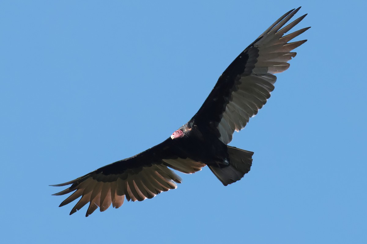 Turkey Vulture - ML641398890