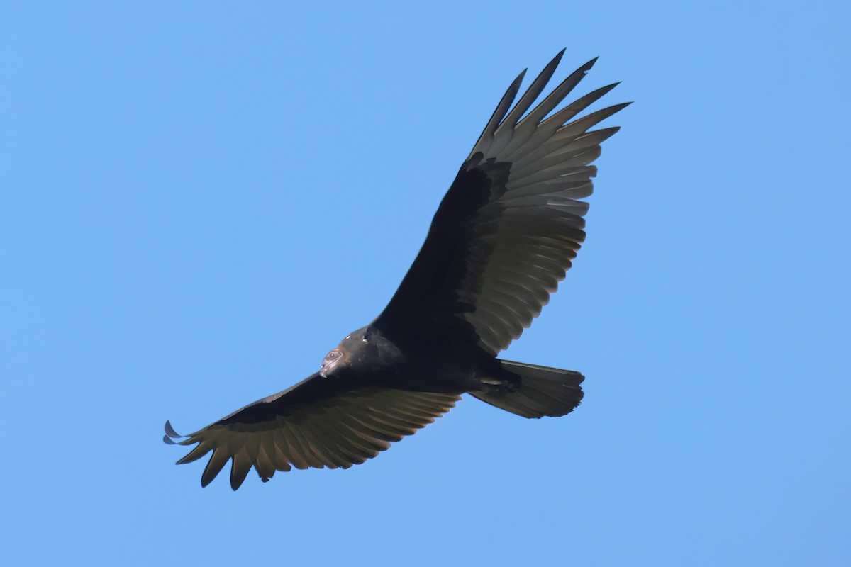 Turkey Vulture - ML641398892