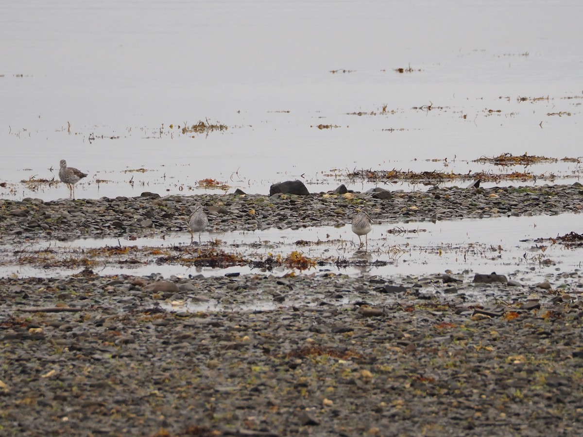 Greater Yellowlegs - ML641398897