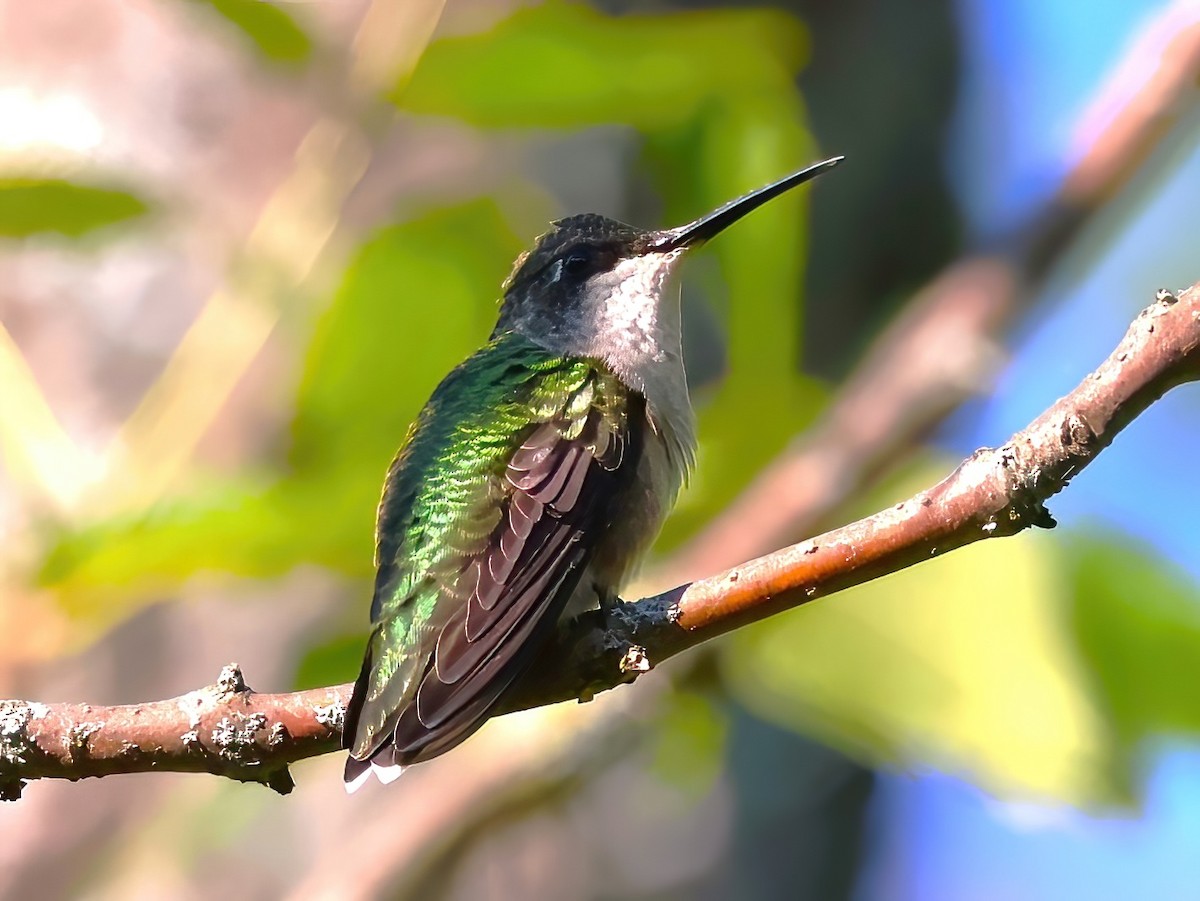 Ruby-throated Hummingbird - ML641398898