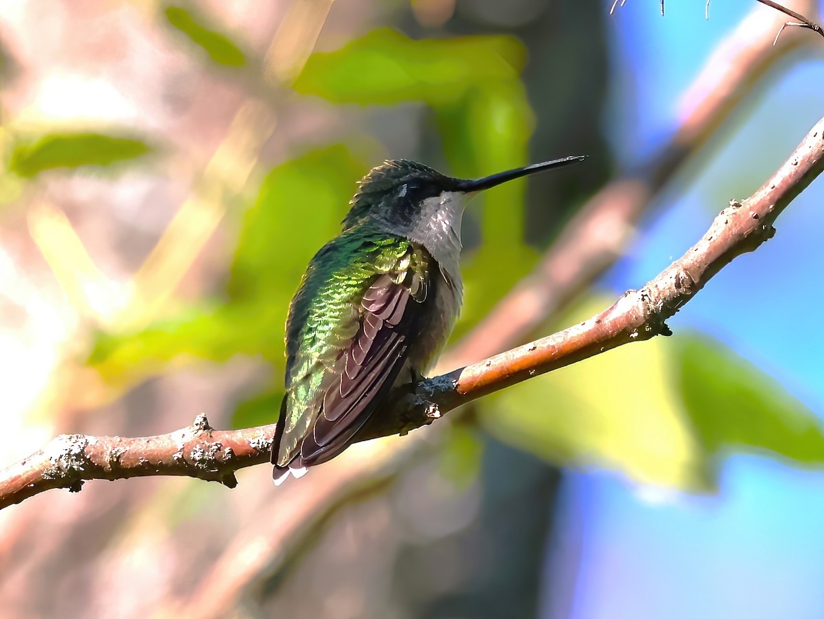 Ruby-throated Hummingbird - ML641398899