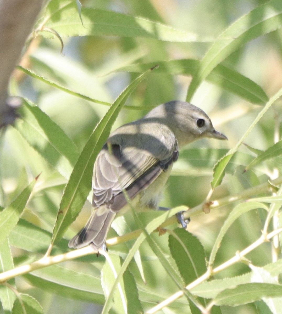 Warbling Vireo - ML641398911