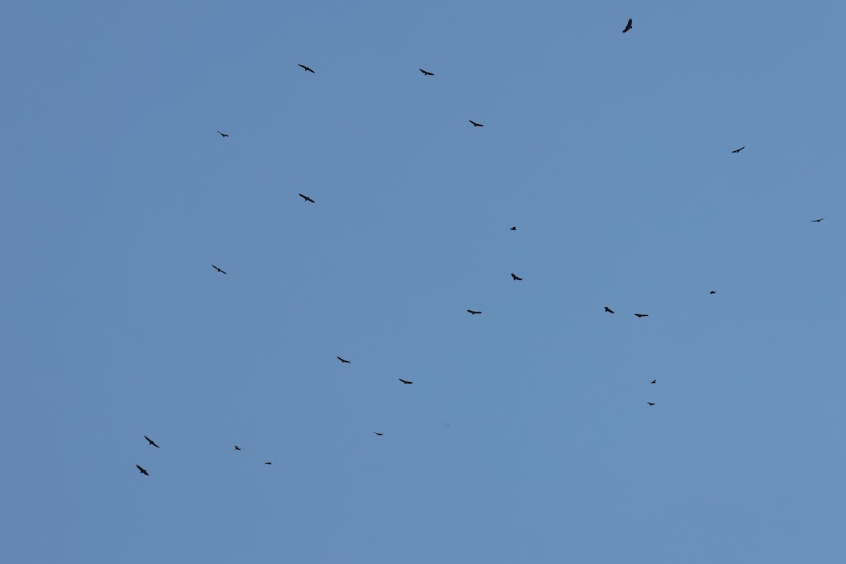 Black Vulture - ML641398917