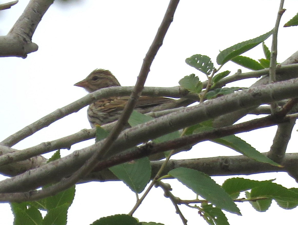 Chipping Sparrow - ML641398919