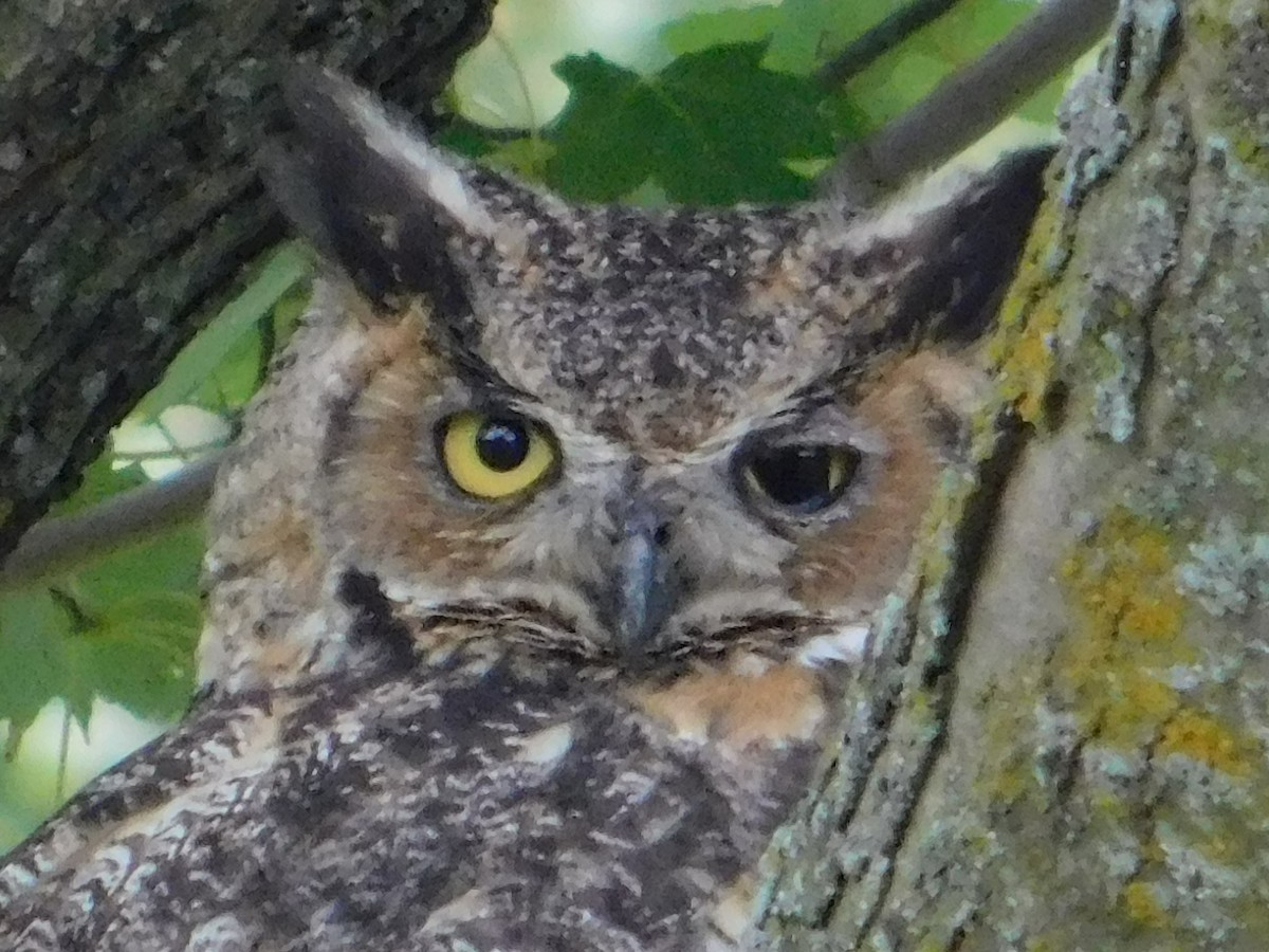 Great Horned Owl - ML641398921