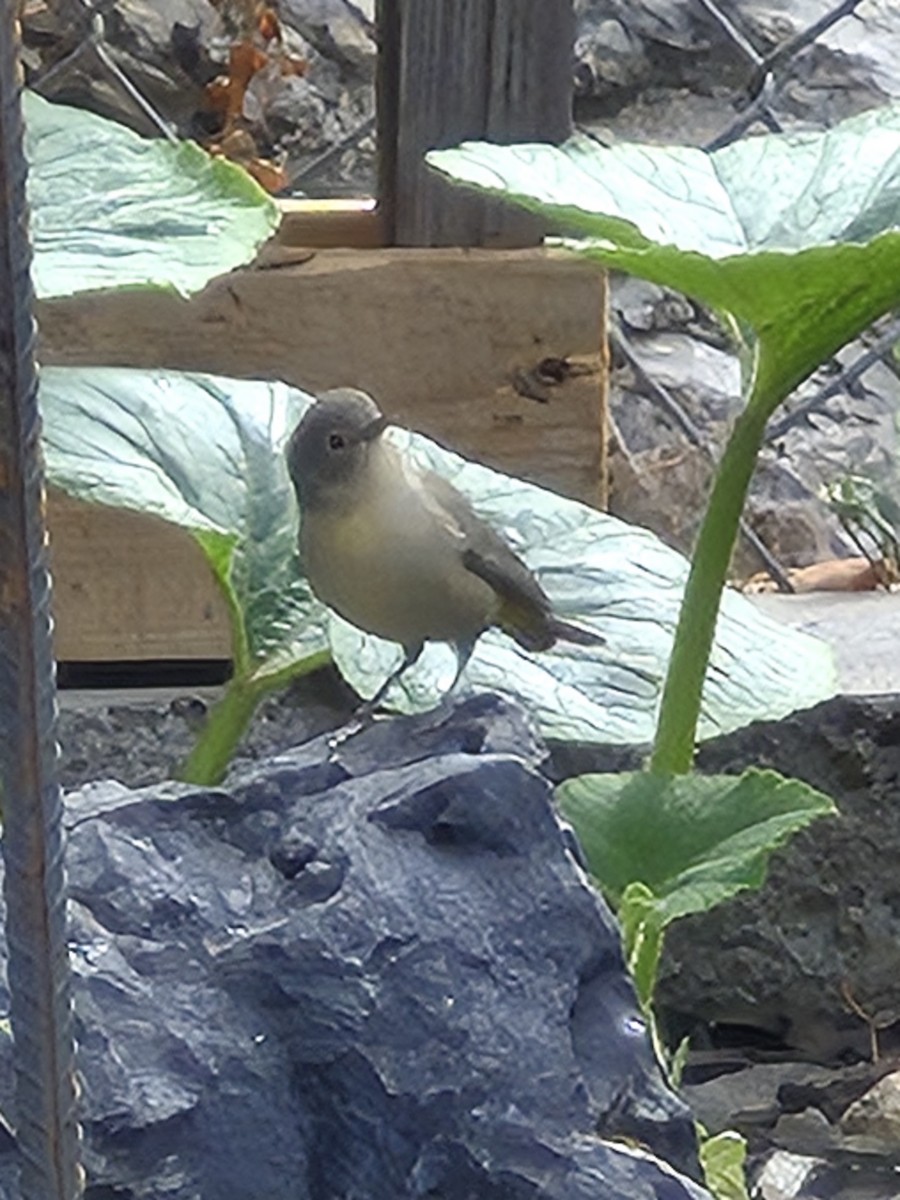 Virginia's Warbler - ML641398933