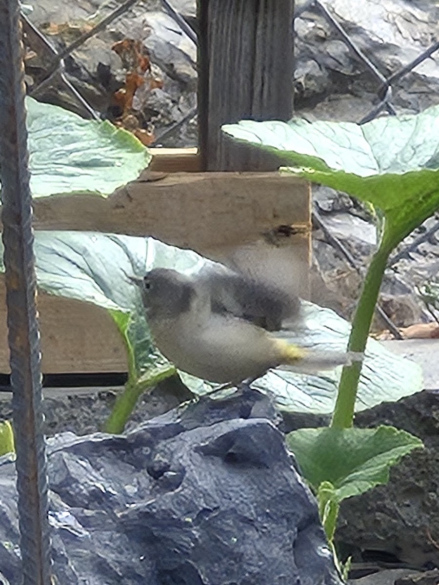 Virginia's Warbler - ML641398934