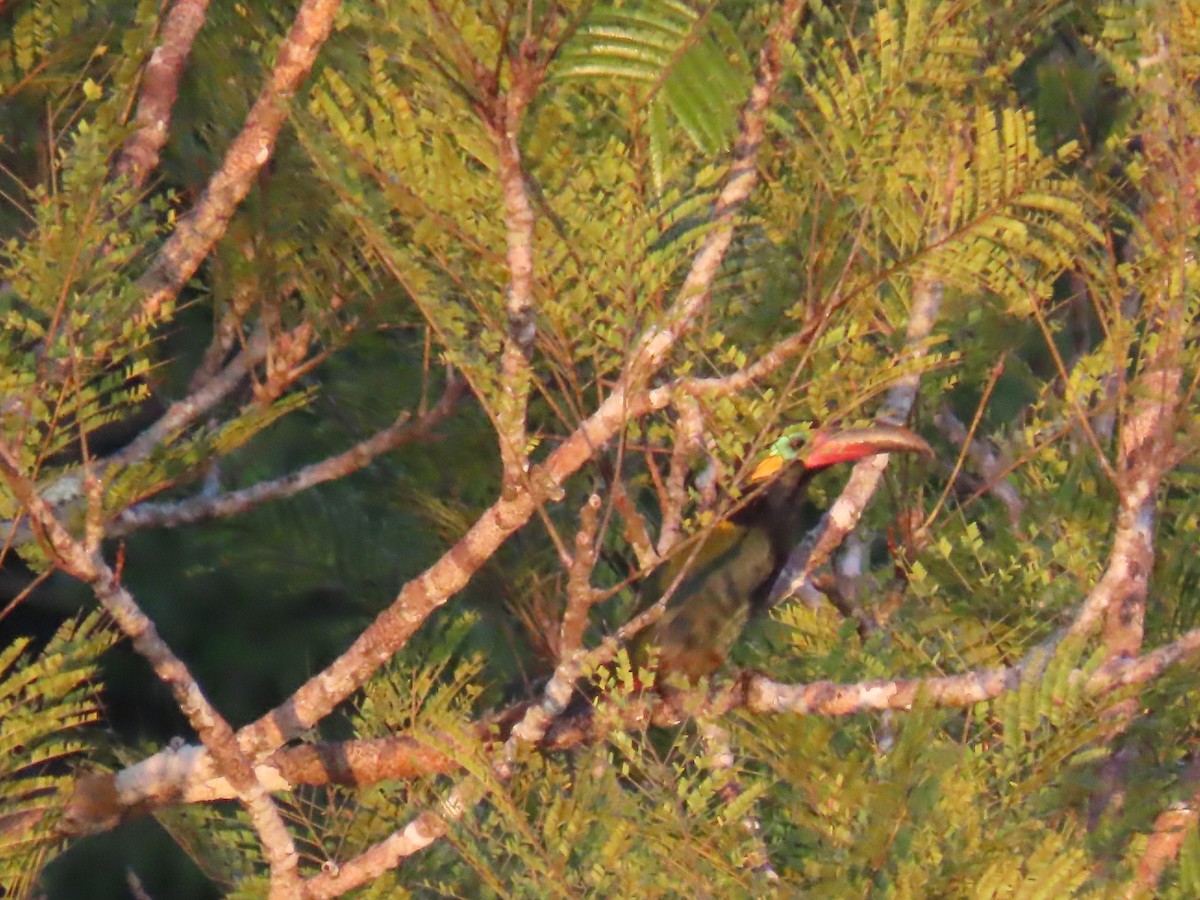 Guianan Toucanet - ML641398947