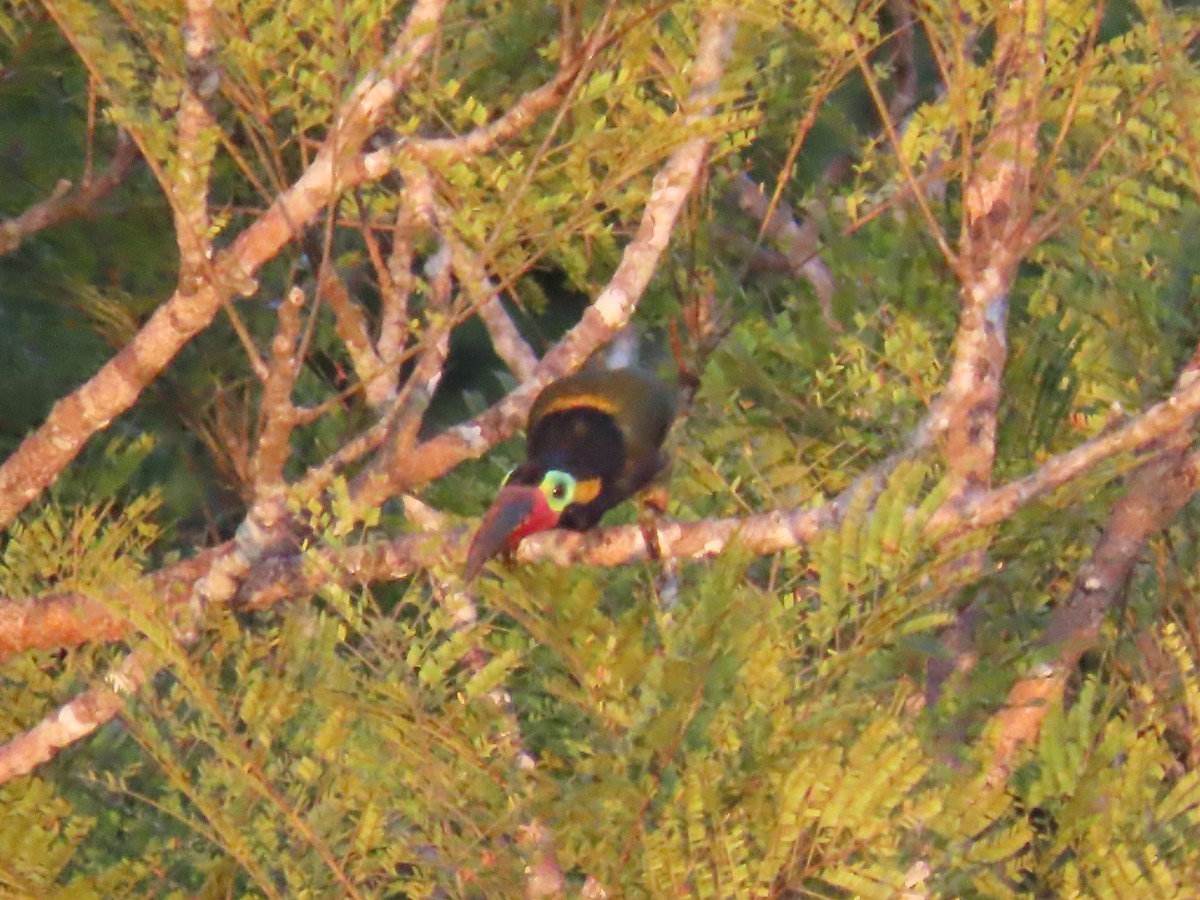 Guianan Toucanet - ML641398952