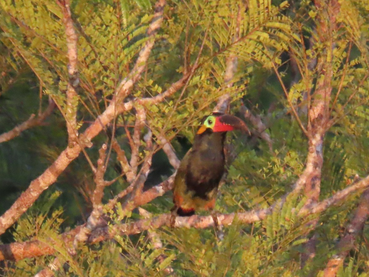 Guianan Toucanet - ML641398959