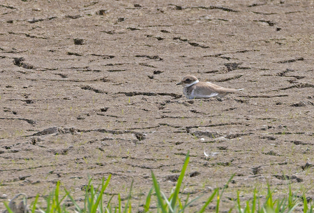 Common Ringed Plover - ML641398961