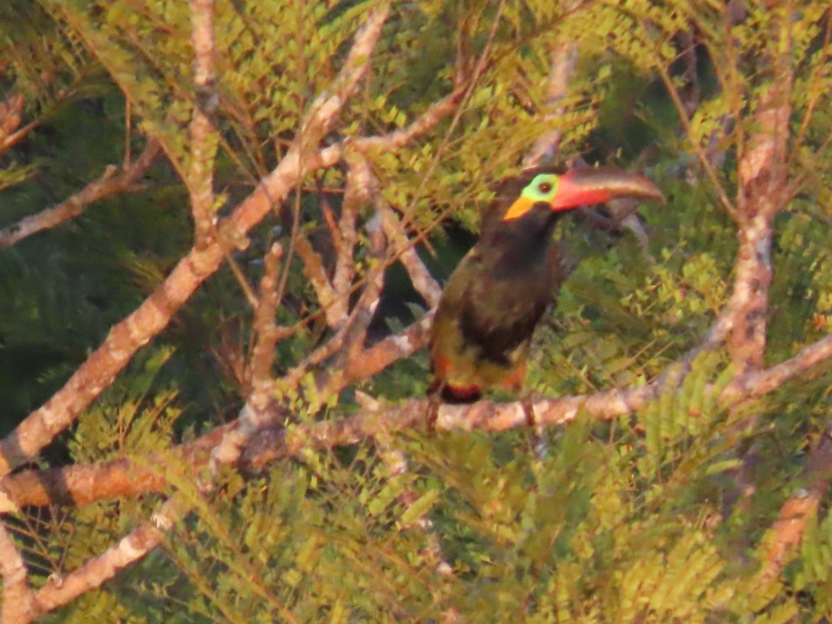 Guianan Toucanet - ML641398966
