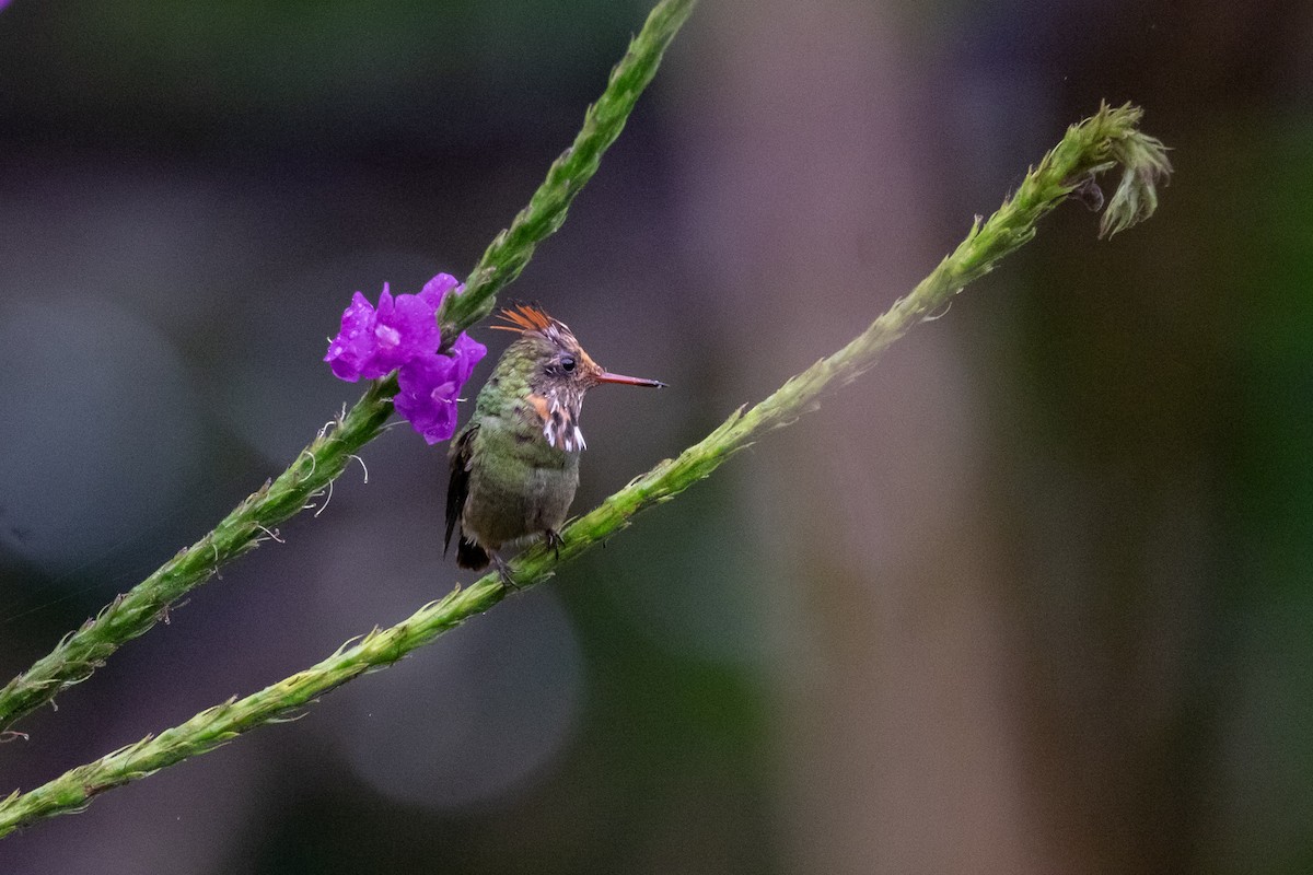 Rufous-crested Coquette - ML641398978