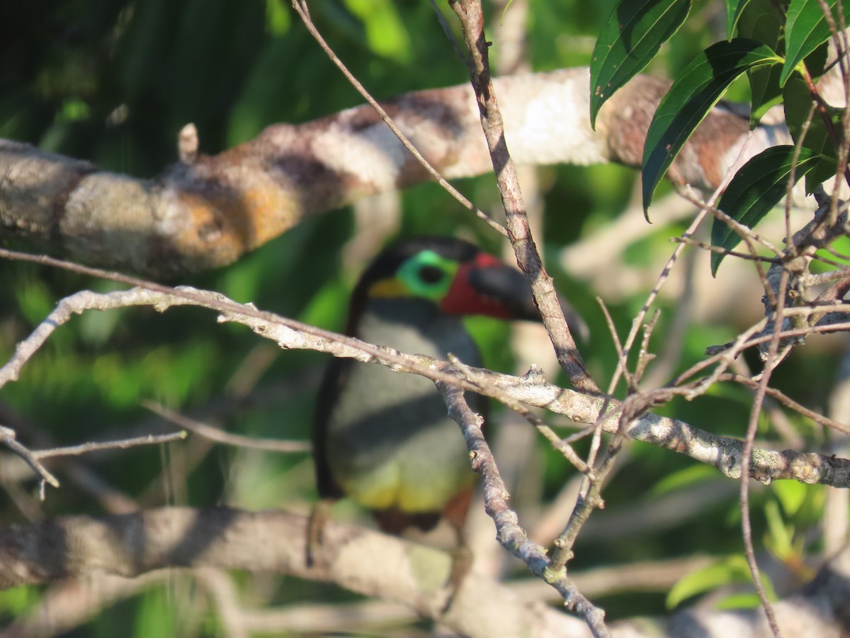 Guianan Toucanet - ML641398979