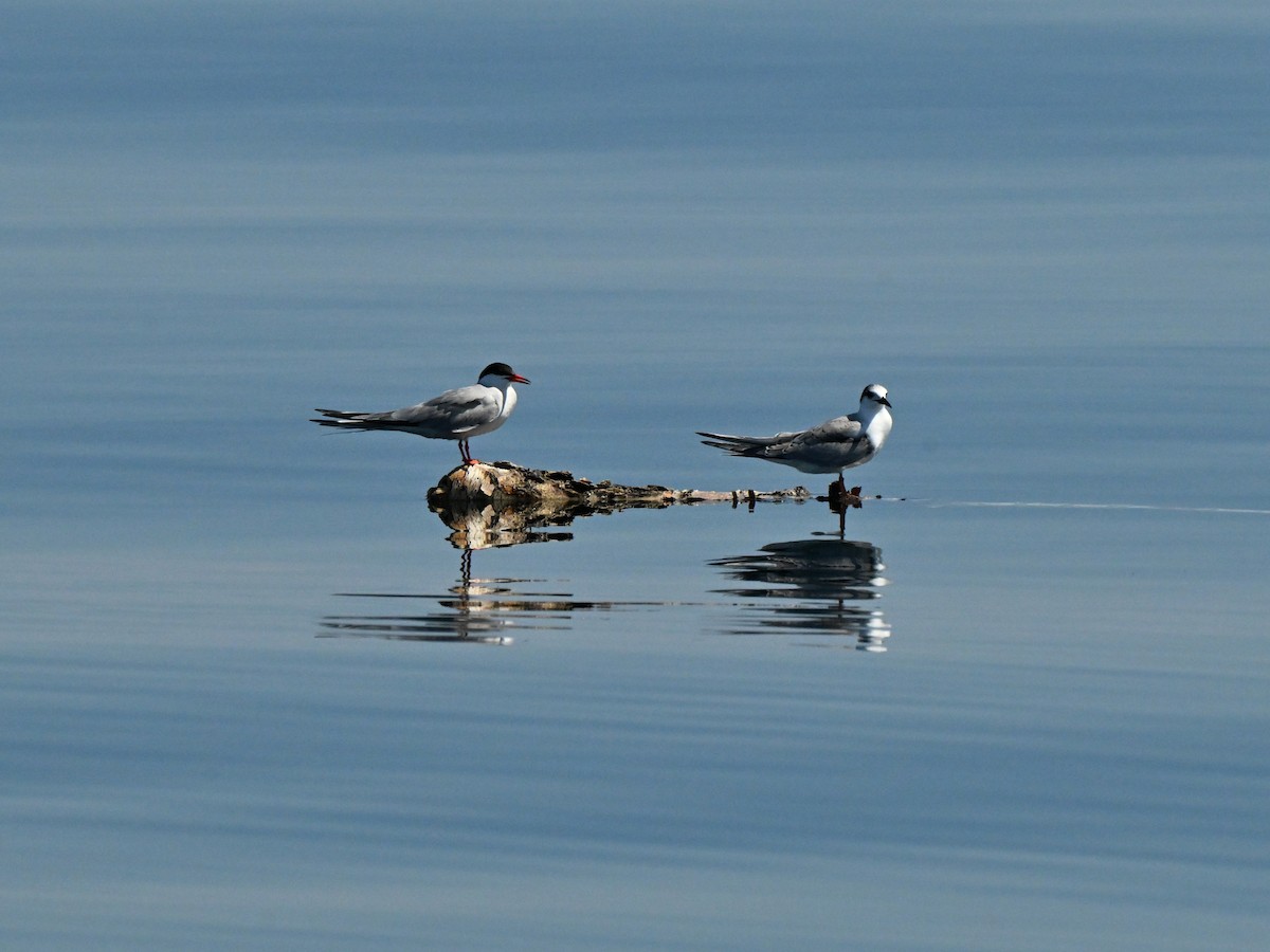 Common Tern - ML641398985