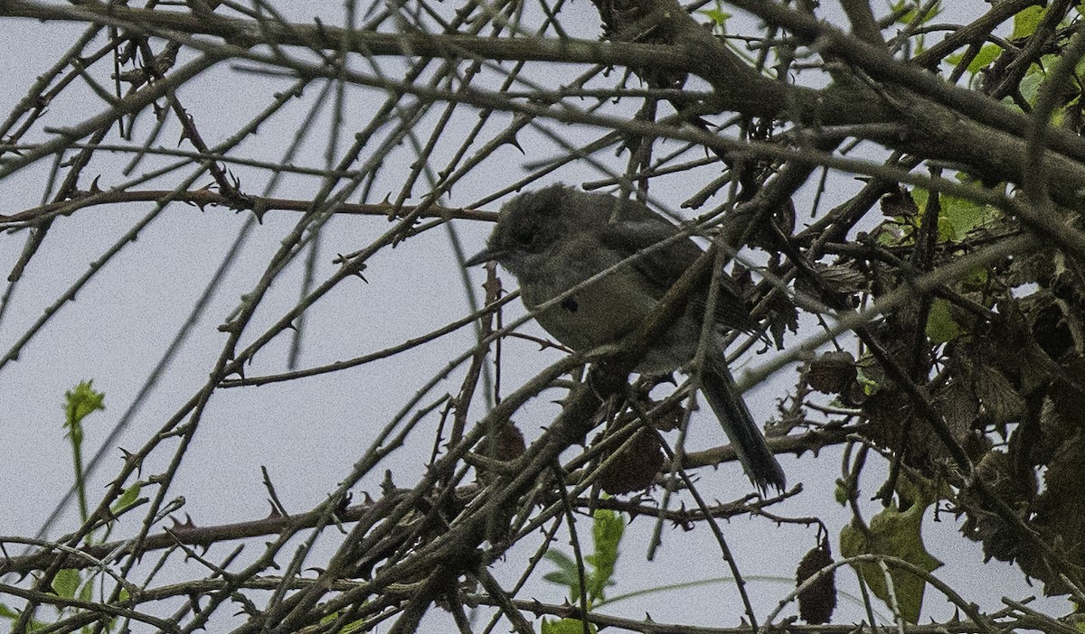 Eurasian Blackcap - ML641398990