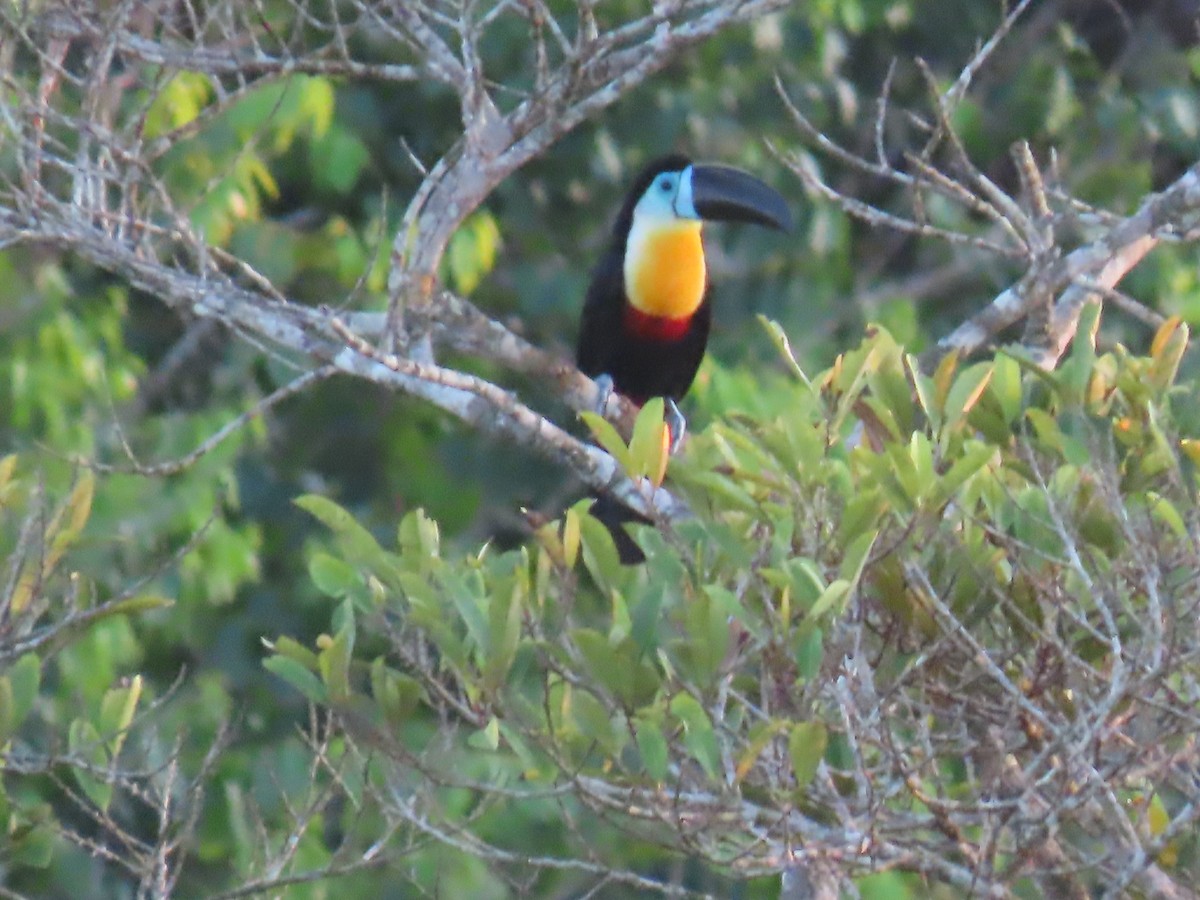 Channel-billed Toucan - ML641398991