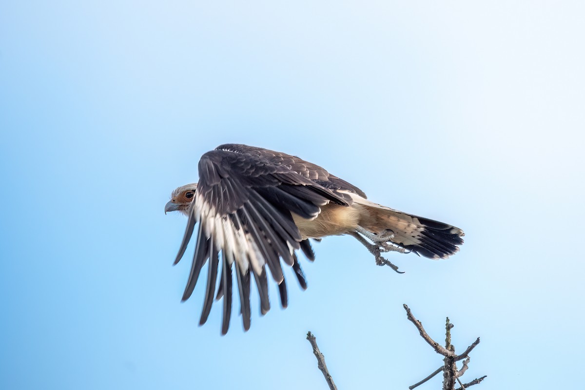 Caracara à tête jaune - ML641398994