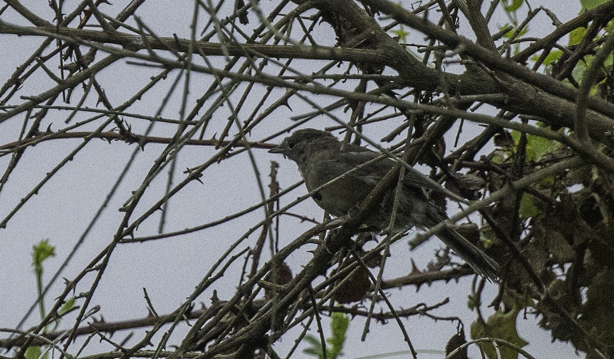 Eurasian Blackcap - ML641398996