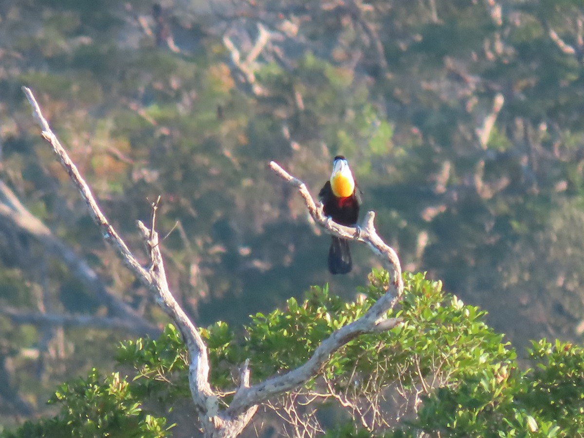 Toucan vitellin - ML641399001
