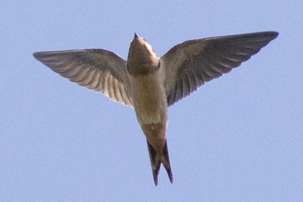 Hirondelle rustique (erythrogaster) - ML641399012