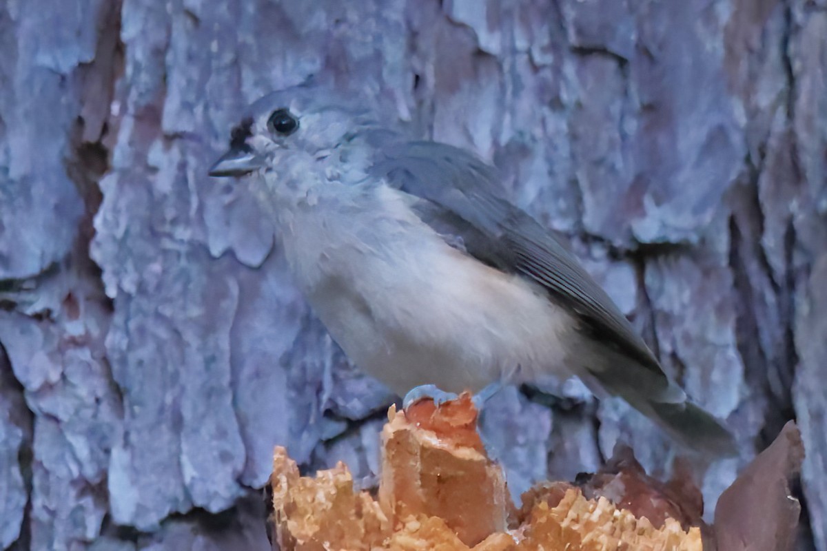 Mésange bicolore - ML641399016
