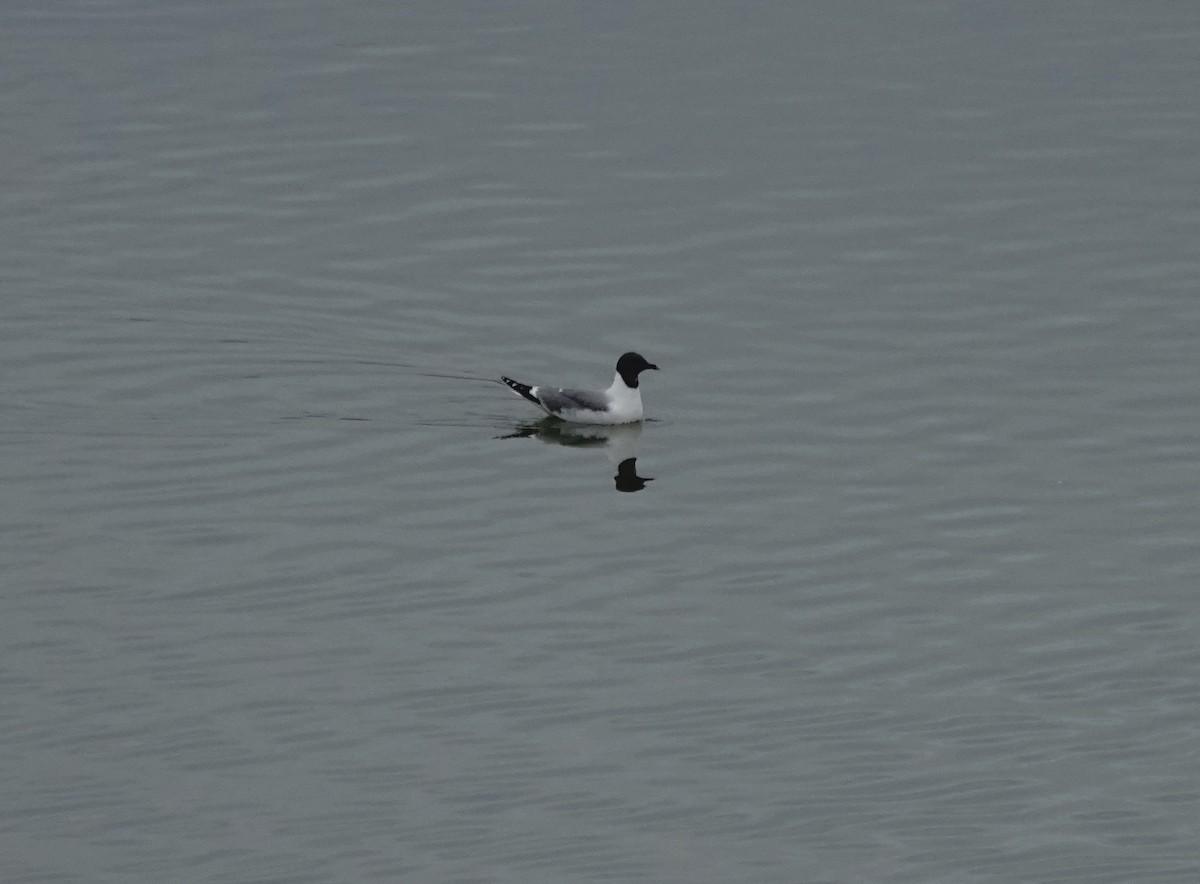 Mouette de Sabine - ML641399018
