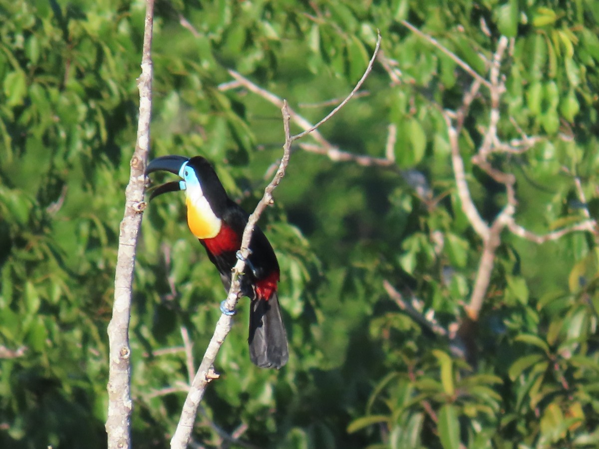 Toucan vitellin - ML641399021