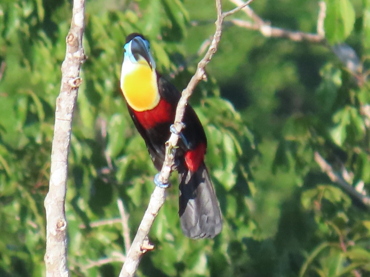 Toucan vitellin - ML641399030