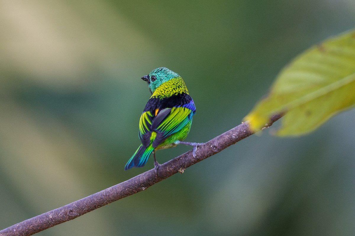 Green-headed Tanager - ML641399031