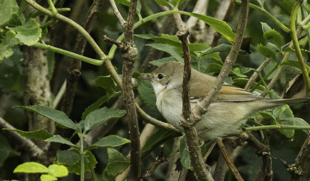 Greater Whitethroat - ML641399039
