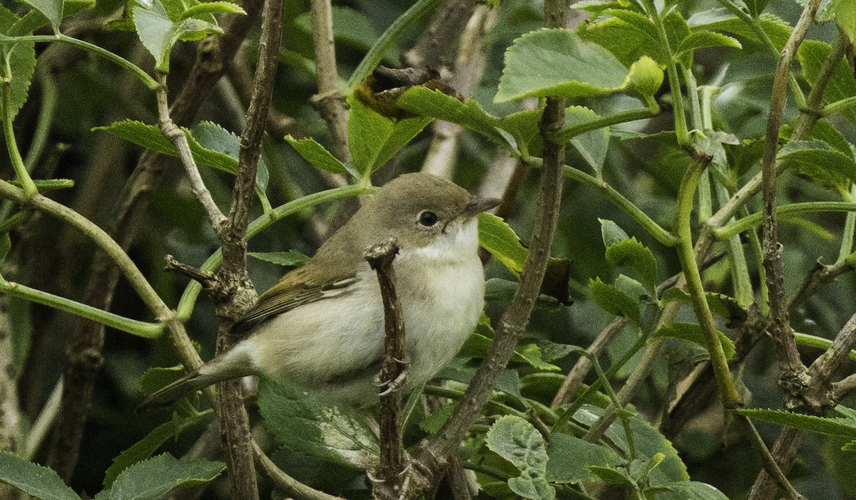 Greater Whitethroat - ML641399044