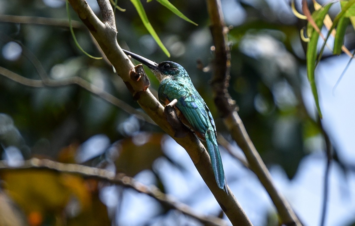 Rufous-tailed Jacamar - ML641399057