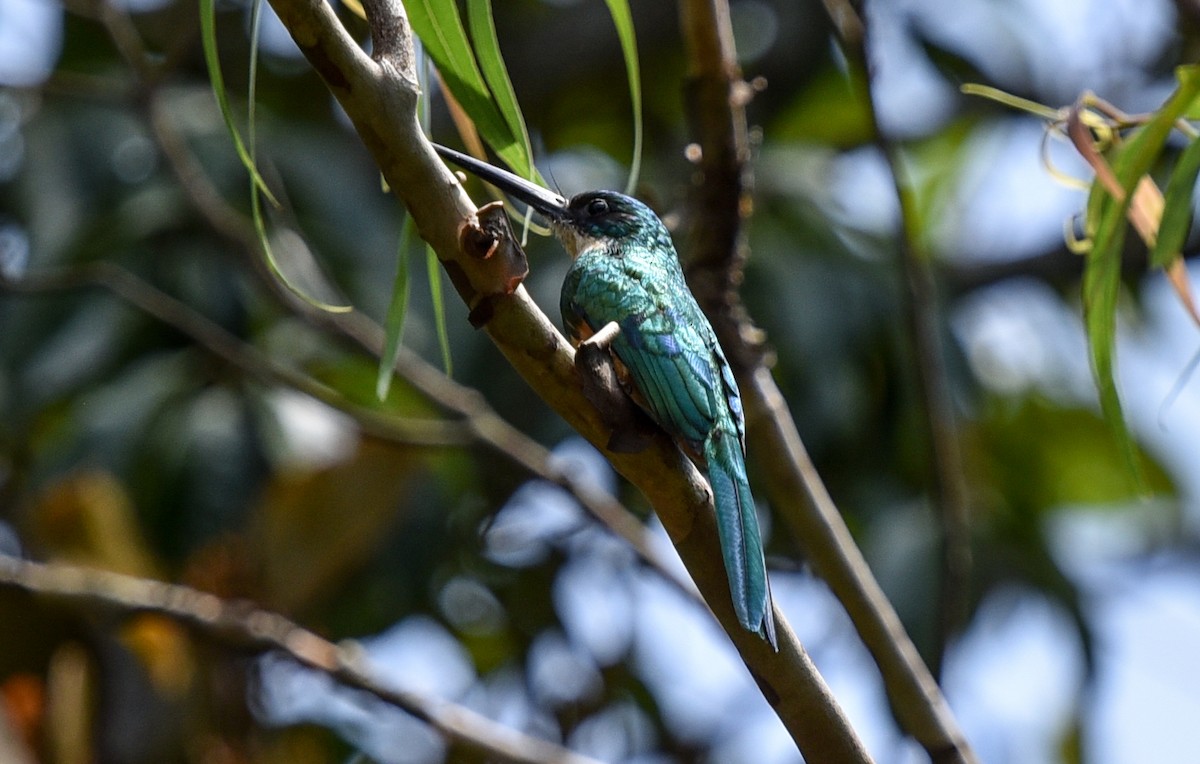 Rufous-tailed Jacamar - ML641399058