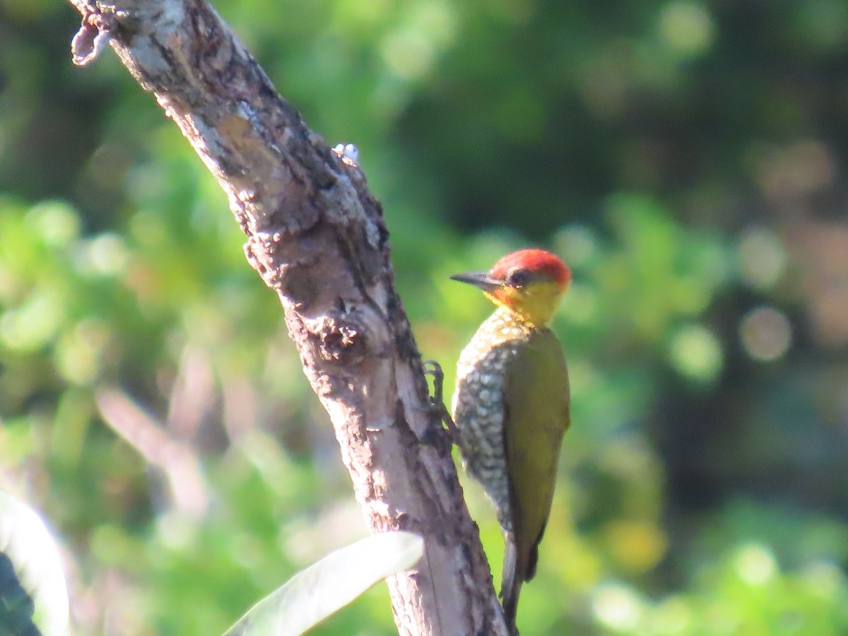 Yellow-throated Woodpecker - ML641399070