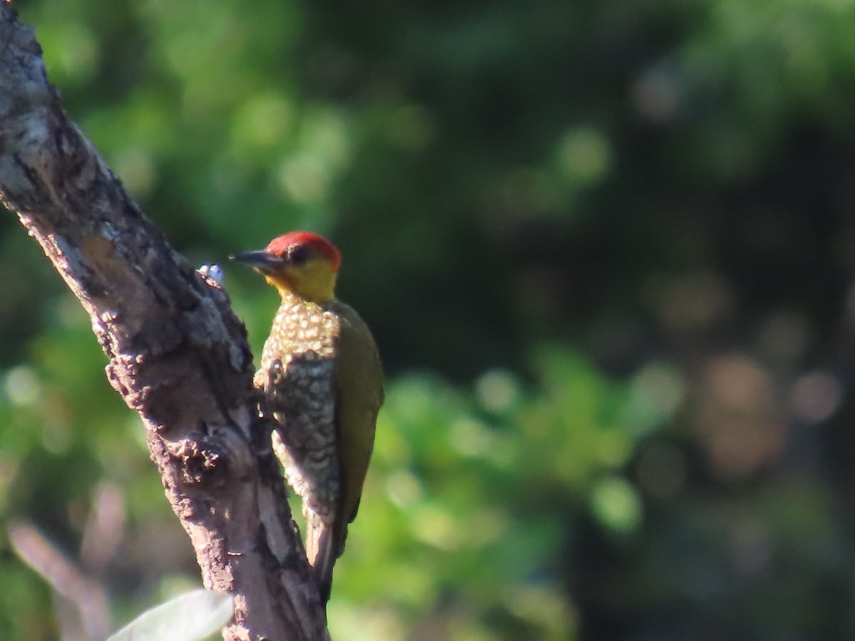 Yellow-throated Woodpecker - ML641399077