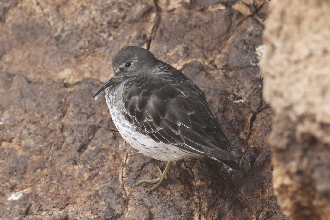Rock Sandpiper - ML641399082