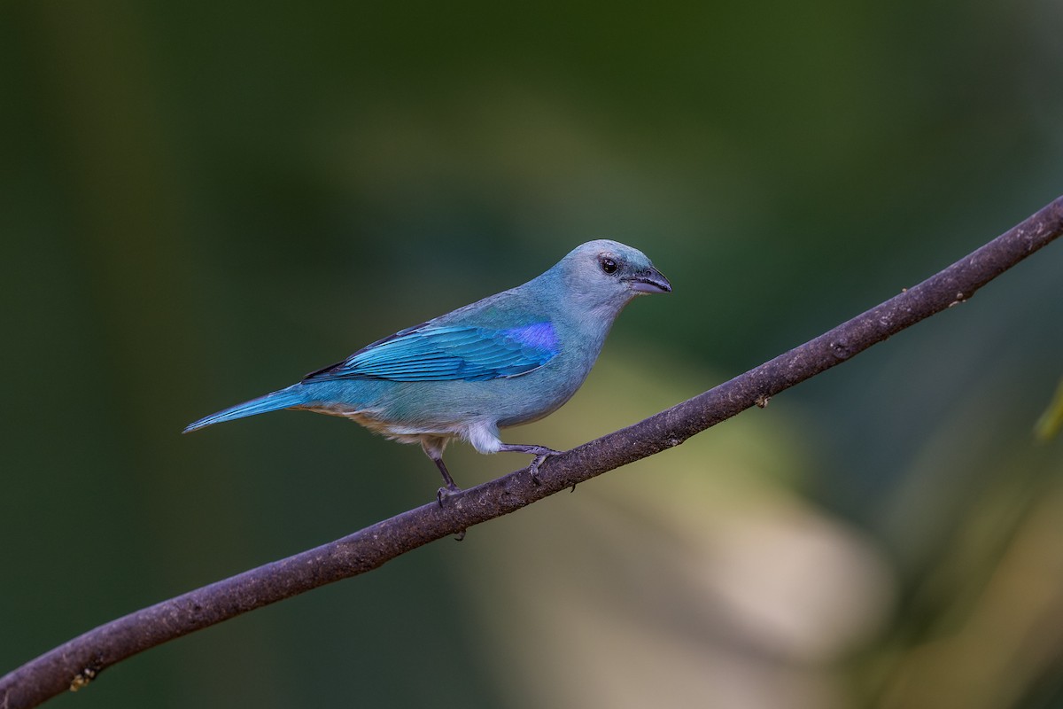 Azure-shouldered Tanager - ML641399089