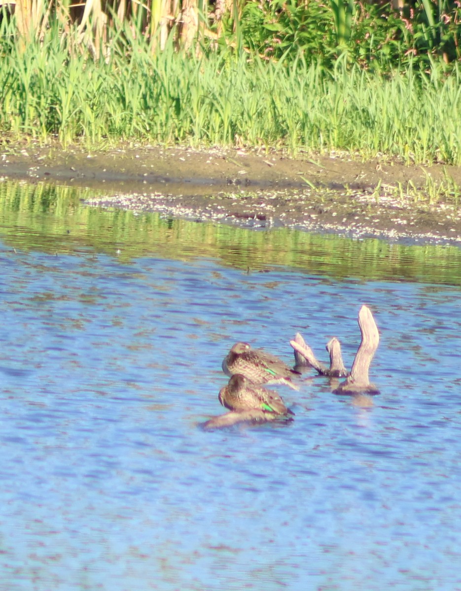 Green-winged Teal - ML641399102