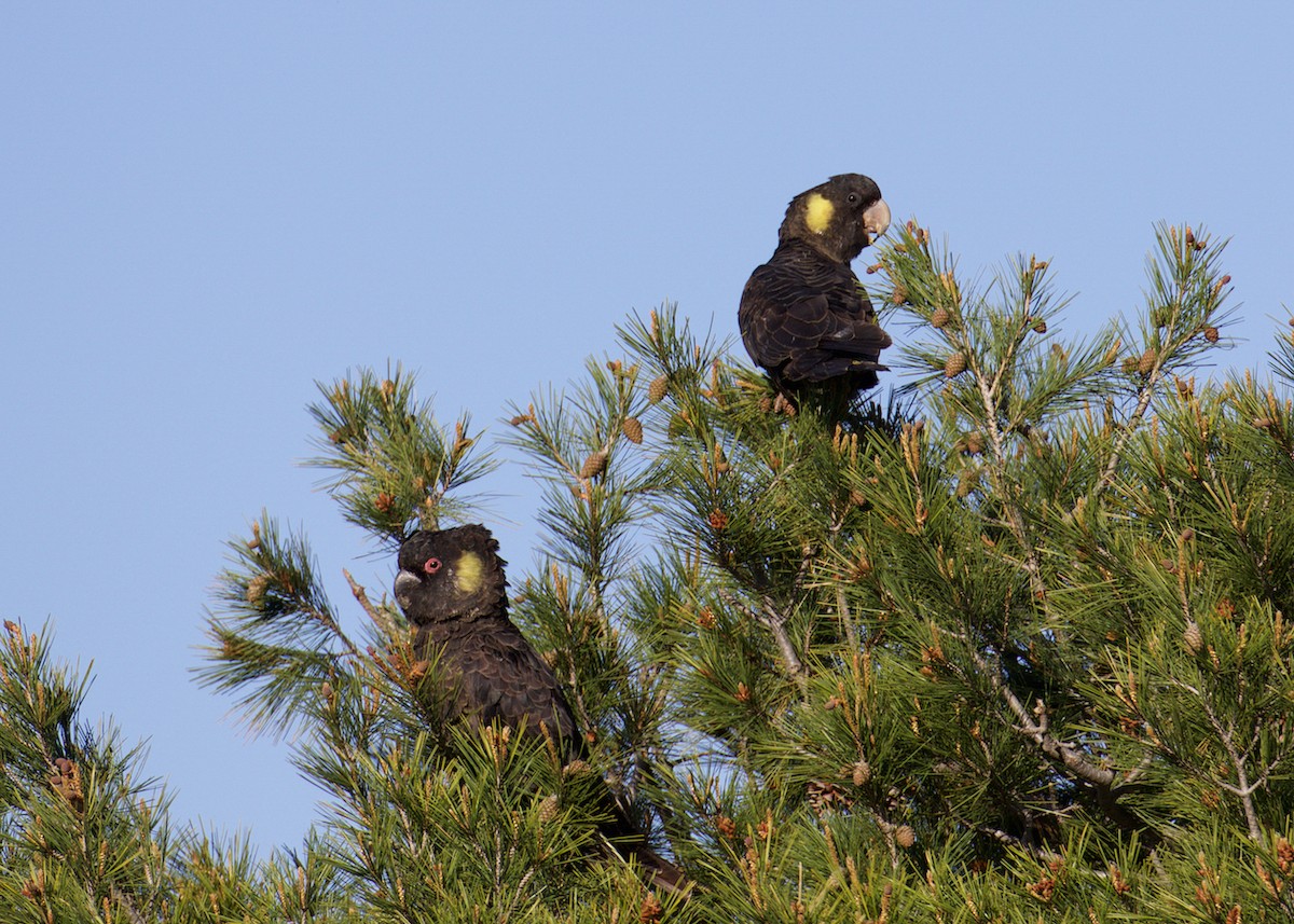 Yellow-tailed Black-Cockatoo - ML641399112