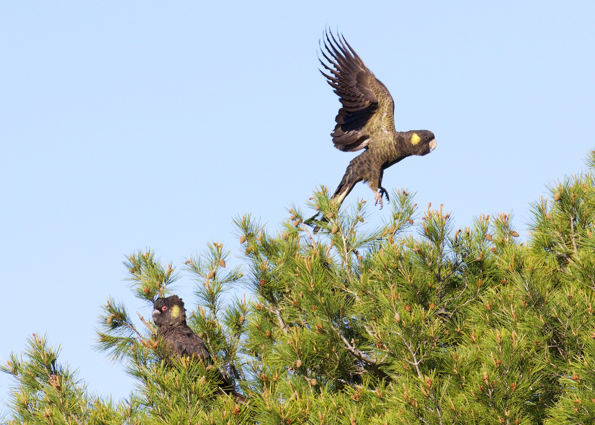 Yellow-tailed Black-Cockatoo - ML641399113