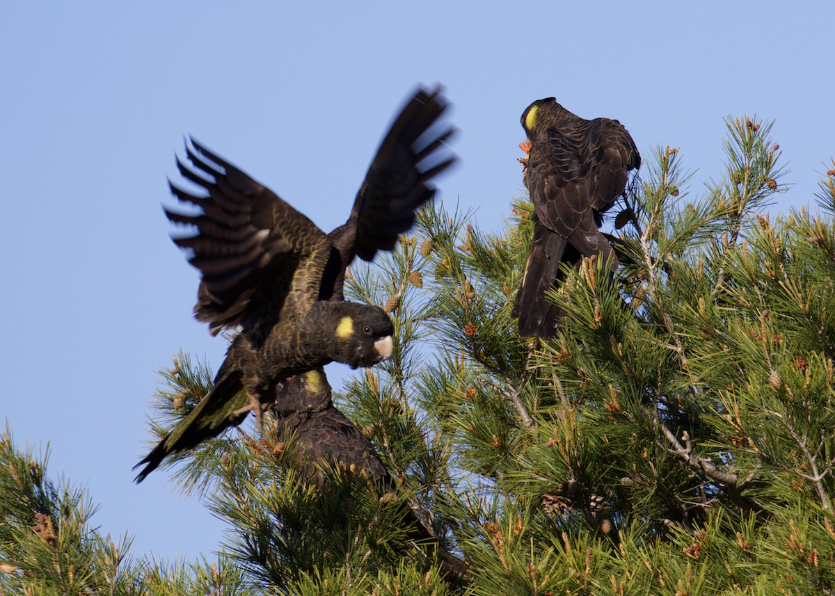 Yellow-tailed Black-Cockatoo - ML641399114