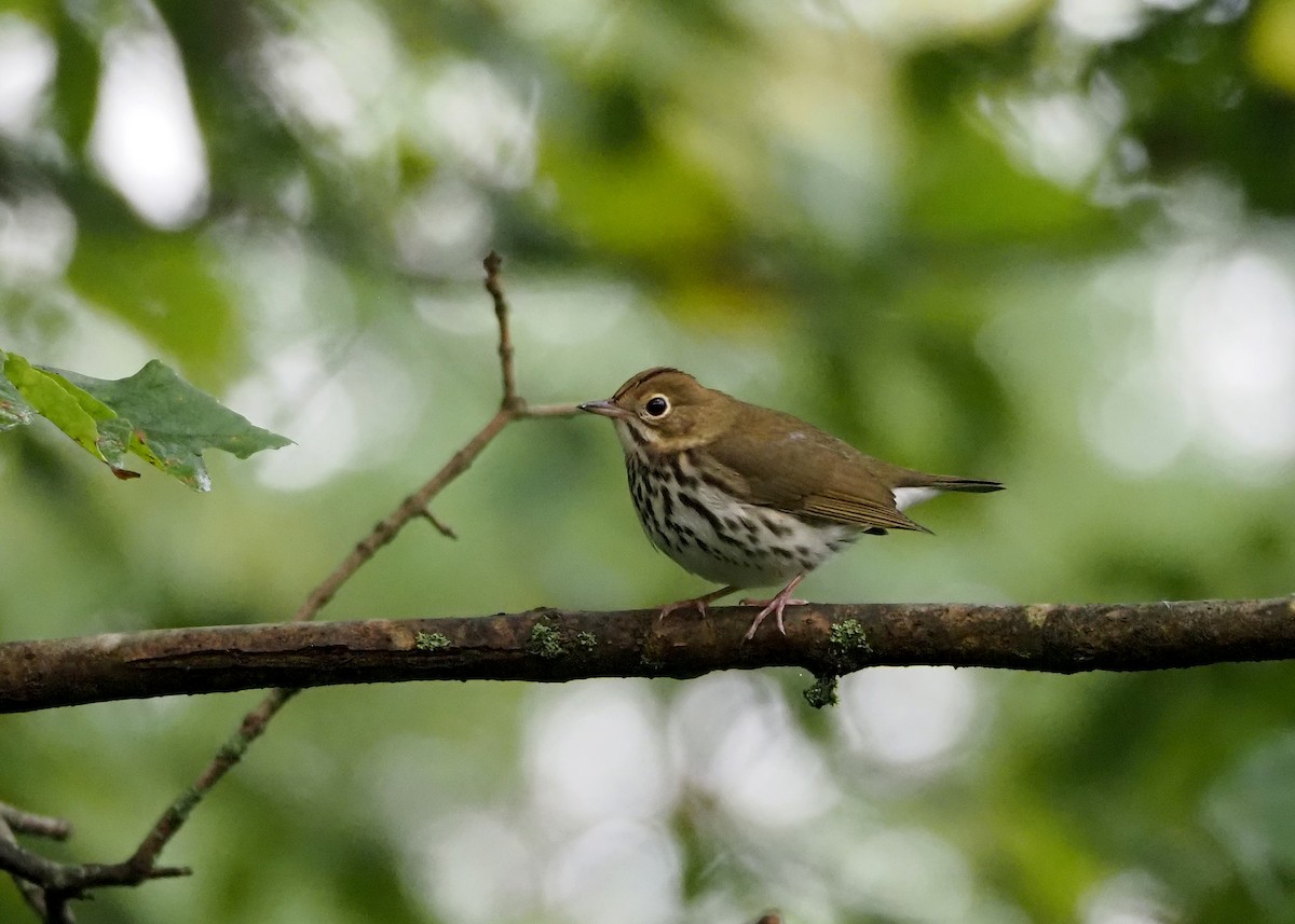Ovenbird - ML641399138
